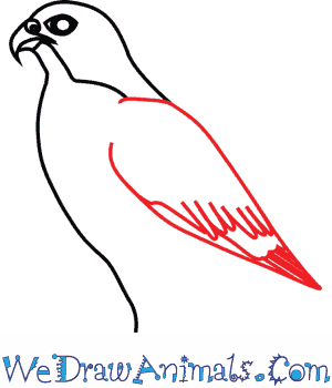 300x350 how to draw a peregrine falcon - Falcon Bird Drawing