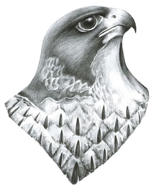 498x600 Huge Collection Of 'falcon Bird Drawing' Download More Than - Falcon Bird Drawing