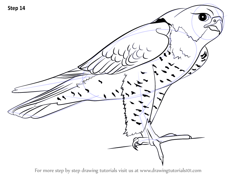 844x598 learn how to draw a peregrine falcon - Falcon Bird Drawing