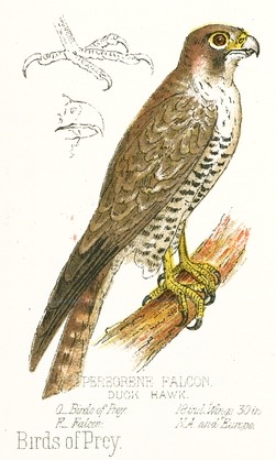 251x418 peregrine falcon drawing - Falcon Bird Drawing