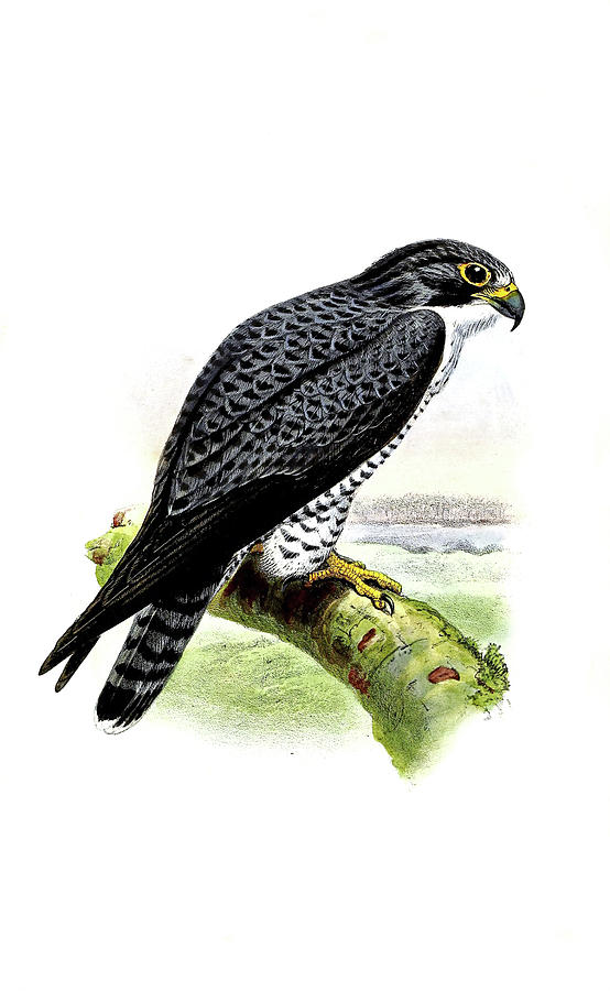 554x900 peregrine falcon drawing - Falcon Bird Drawing