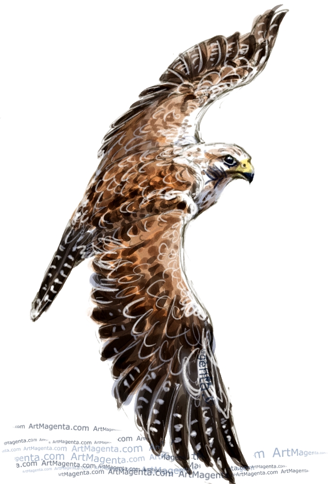 681x995 Birds Saker Falcon - Falcon Bird Drawing
