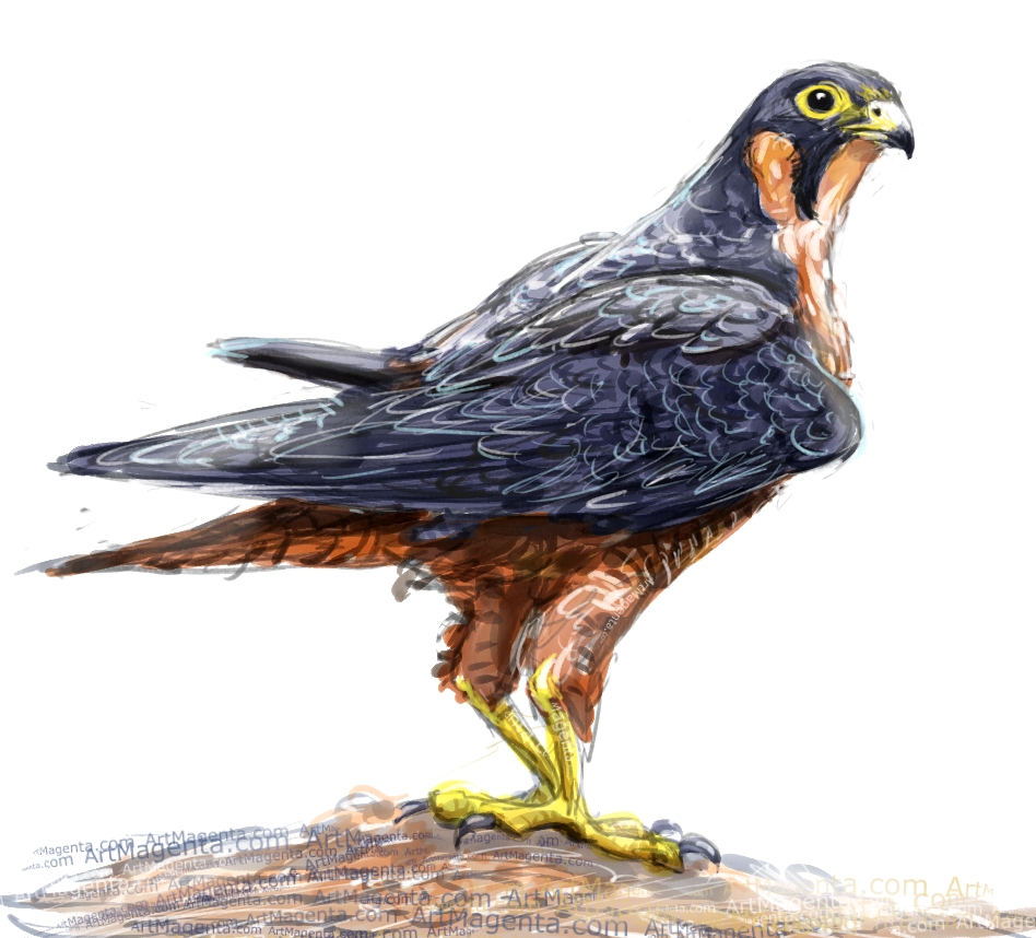 948x858 Birds Shaheen Falcon - Falcon Bird Drawing