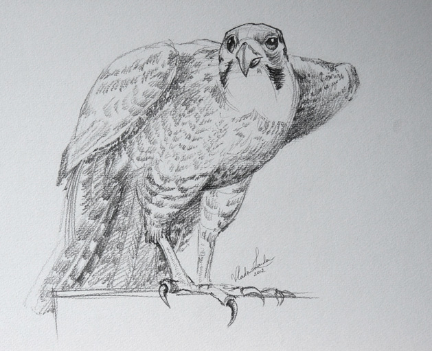 629x511 Drawing A Bird - Falcon Bird Drawing