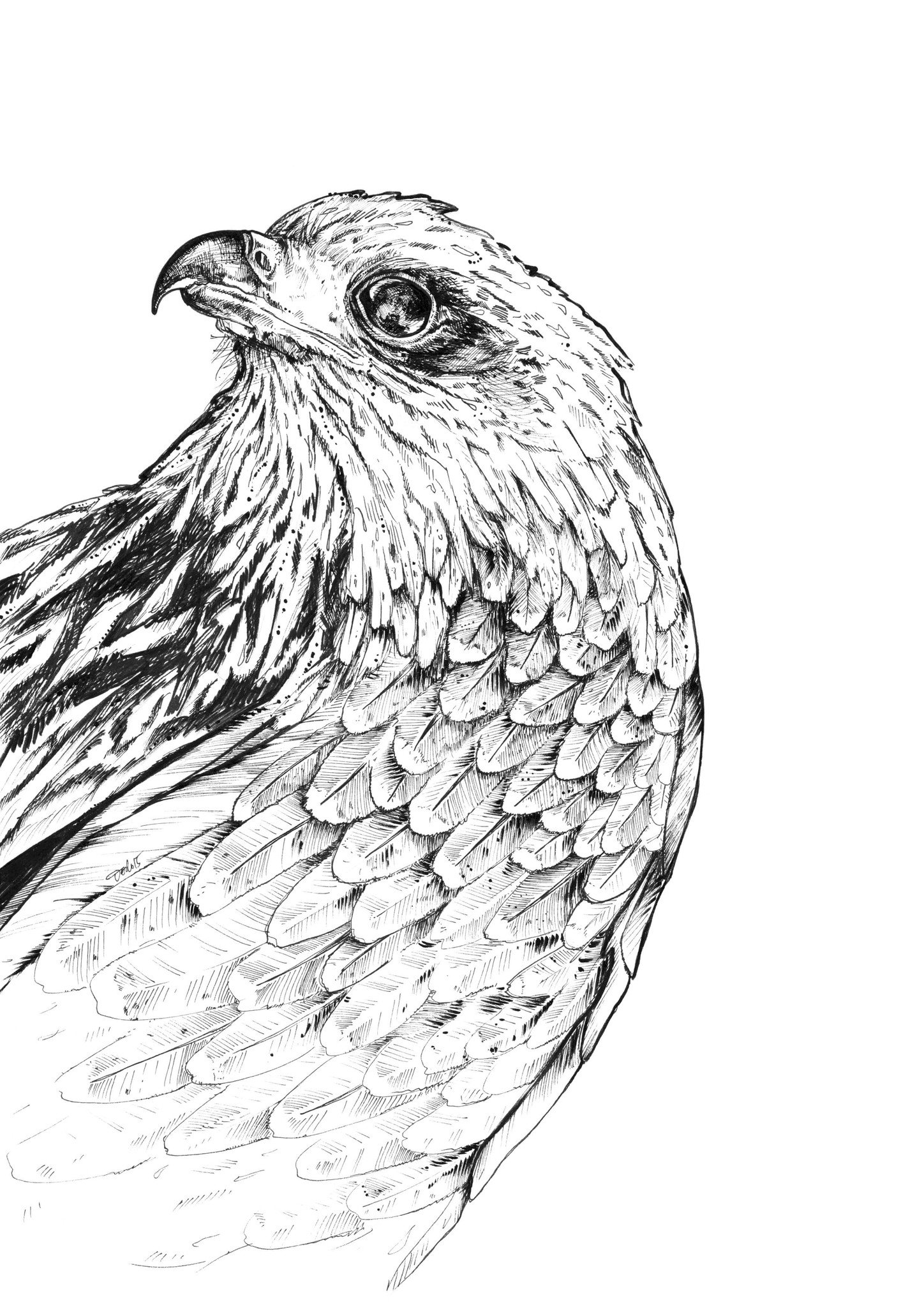 1448x2048 Falcon Print - Falcon Bird Drawing
