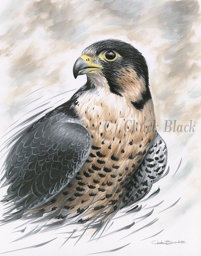 700x891 Original Art - Falcon Drawing