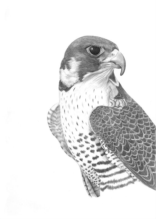 512x720 Peregrine Falcon - Falcon Drawing