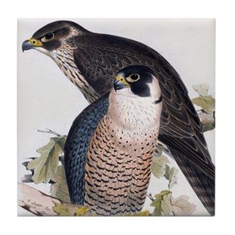 460x460 Peregrine Falcon Drawing Coasters - Falcon Drawing