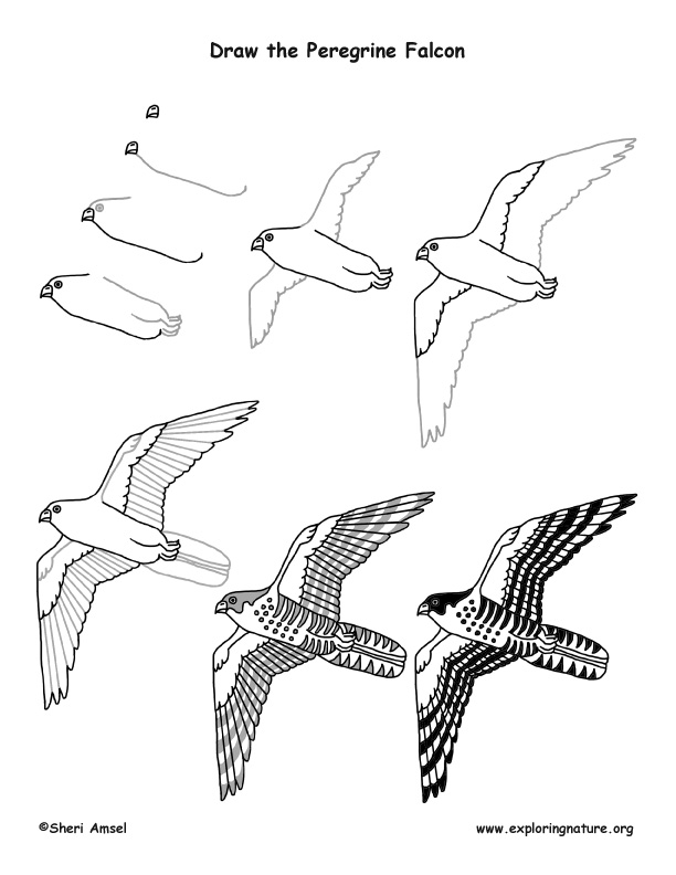 612x792 Peregrine Falcon Drawing Lesson - Falcon Drawing