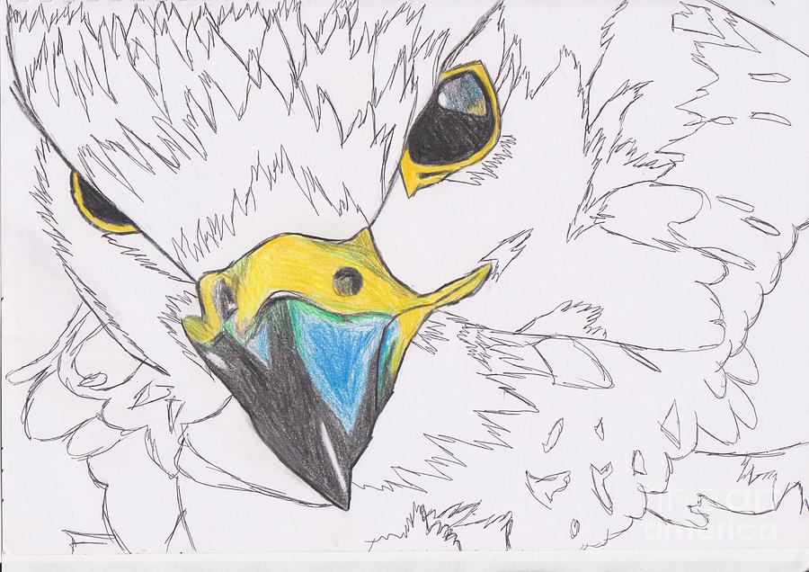 900x636 Peregrine Falcon Drawing - Falcon Drawing