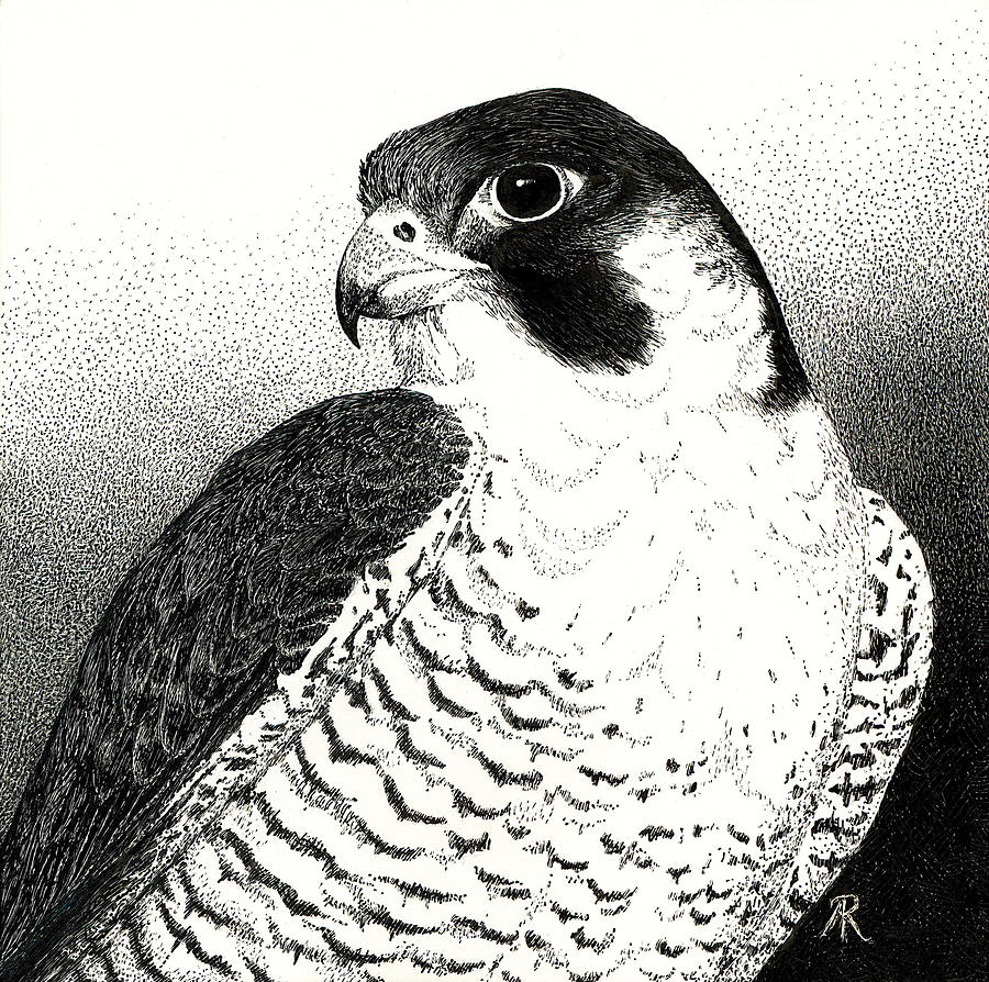 900x894 Peregrine Falcon Drawing - Falcon Drawing
