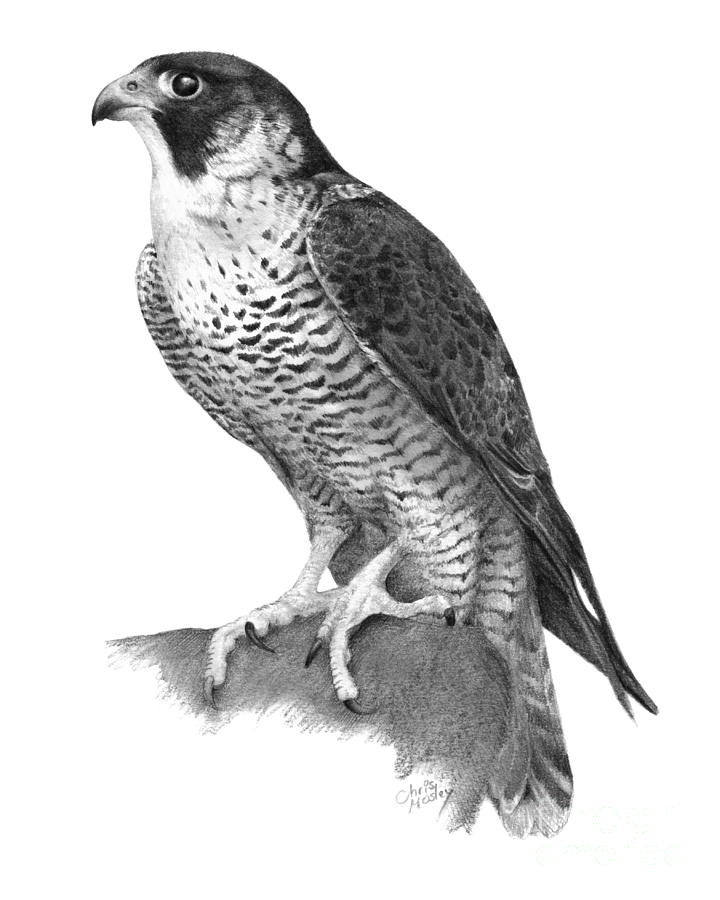 720x900 Peregrine Falcon Drawing - Falcon Drawing