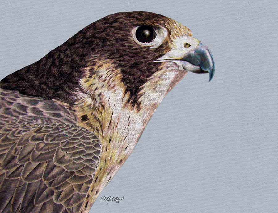 900x692 Peregrine Falcon Drawing - Falcon Drawing