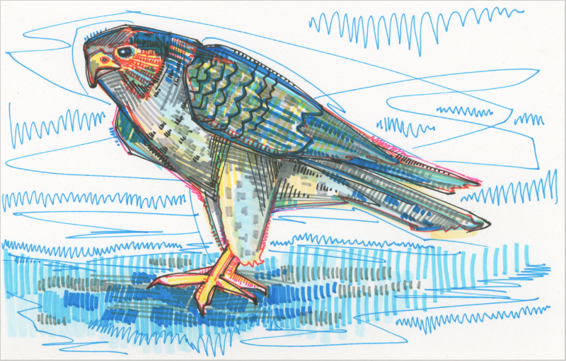 800x511 Peregrine Falcon Drawing - Falcon Drawing