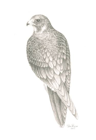 375x544 Peregrine Falcon Drawing - Falcon Drawing