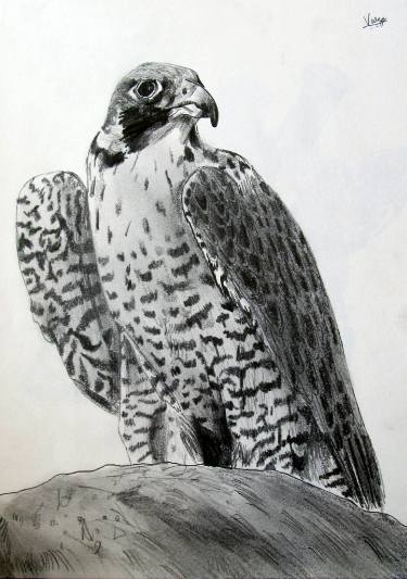 375x533 Peregrine Falcon Drawing - Falcon Drawing