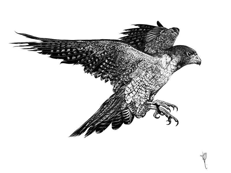 800x600 Peregrine Falcon Illustration - Falcon Drawing