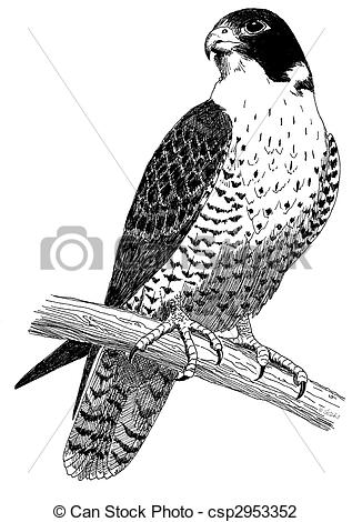 317x470 Peregrine Falcon - Falcon Drawing