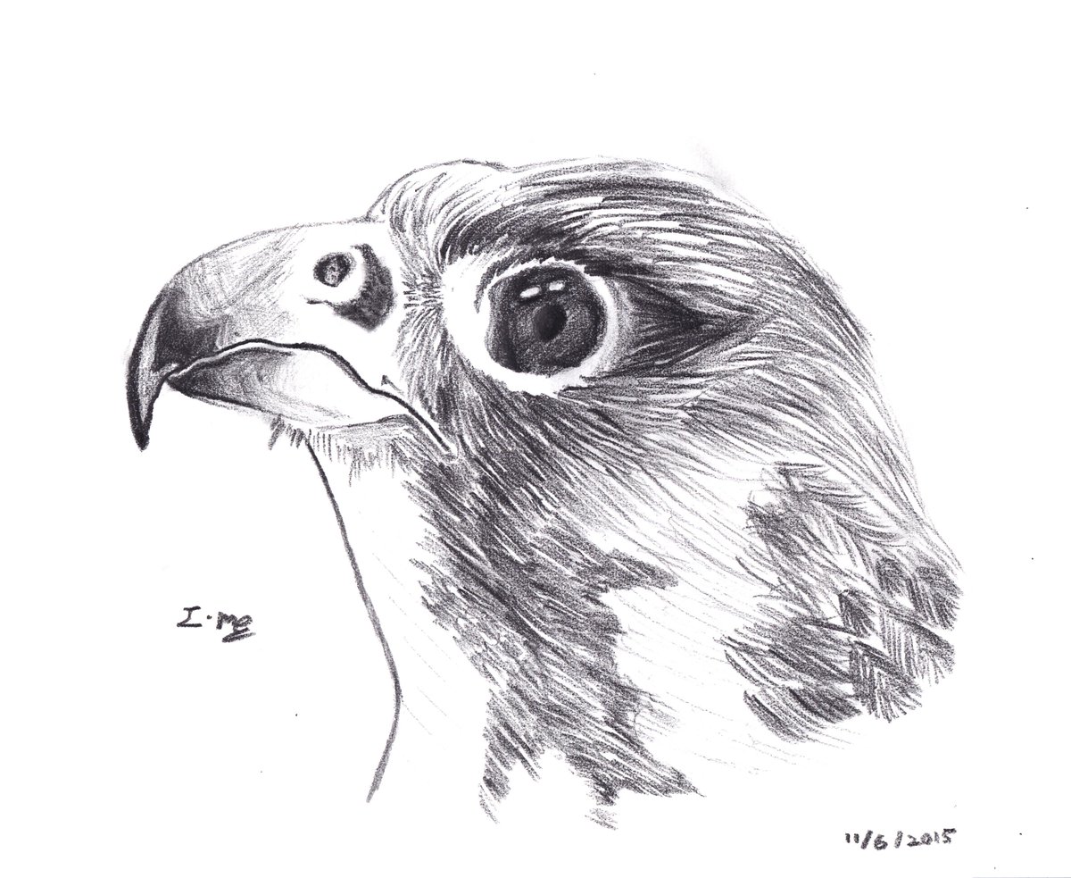 1200x983 Wildlife Watch On Twitter Some Inspiration - Falcon Drawing