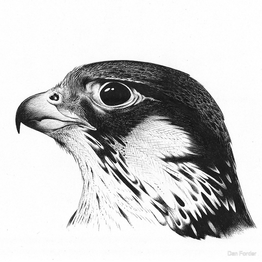 Falcon Drawing at Explore collection of Falcon Drawing