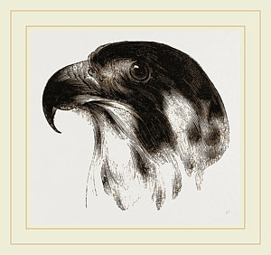 300x282 Head Of Peregrine Falcon Drawing - Falcon Head Drawing