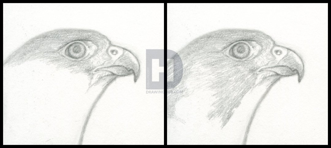 1080x483 how to draw a falcon head, peregrine falcon, step - Falcon Head Drawing