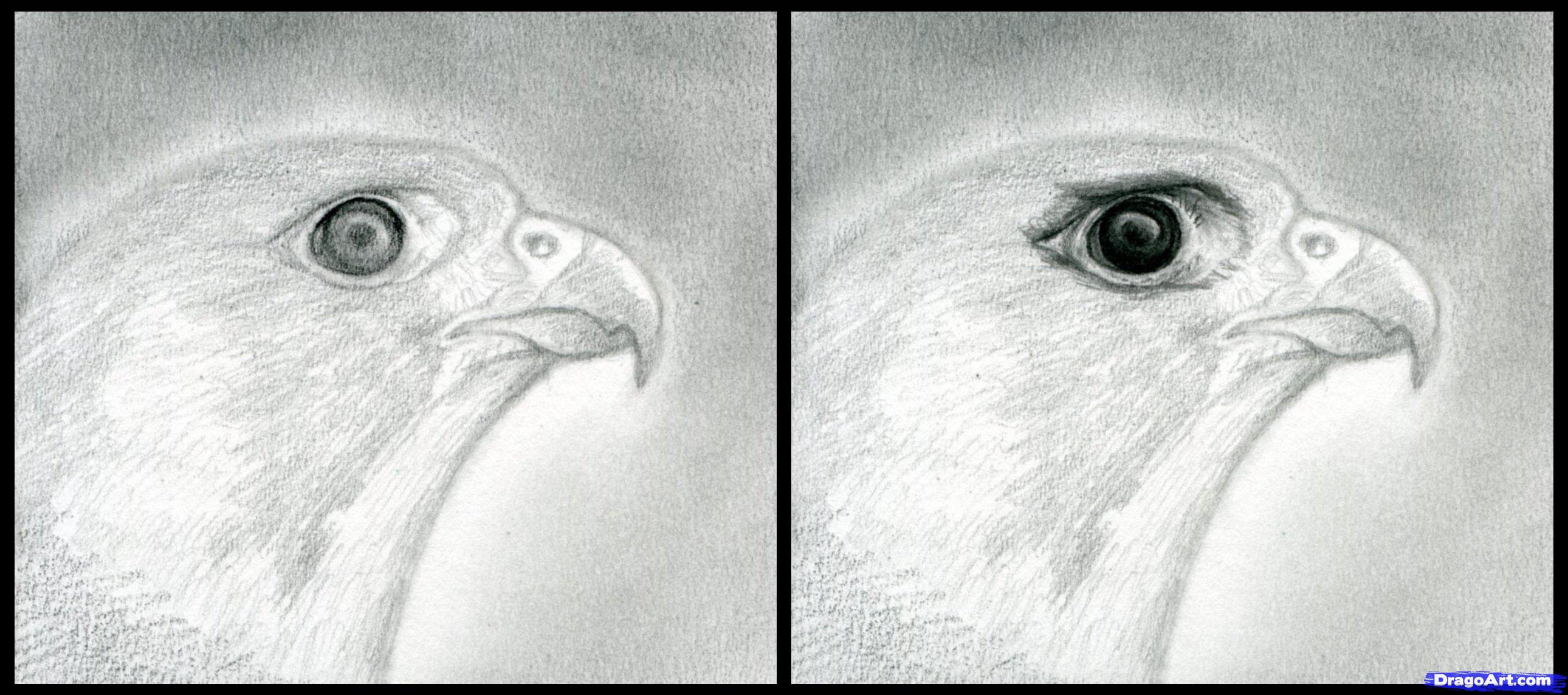 2580x1143 how to draw a falcon head, peregrine falcon, step - Falcon Head Drawing
