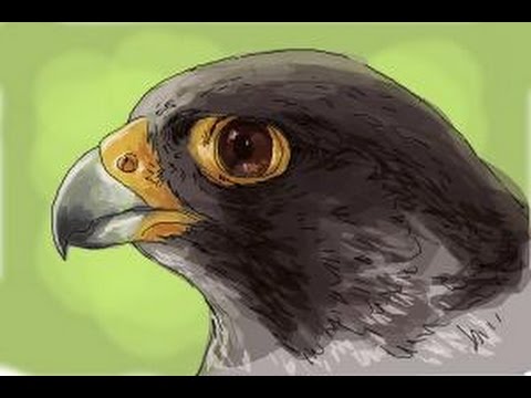 480x360 How To Draw A Falcon Head - Falcon Head Drawing