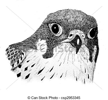 450x415 Peregrine Falcon - Falcon Head Drawing