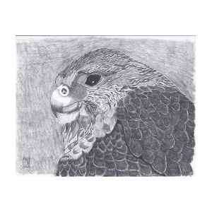 300x300 Pergrine Falcon Head Study Drawing - Falcon Head Drawing