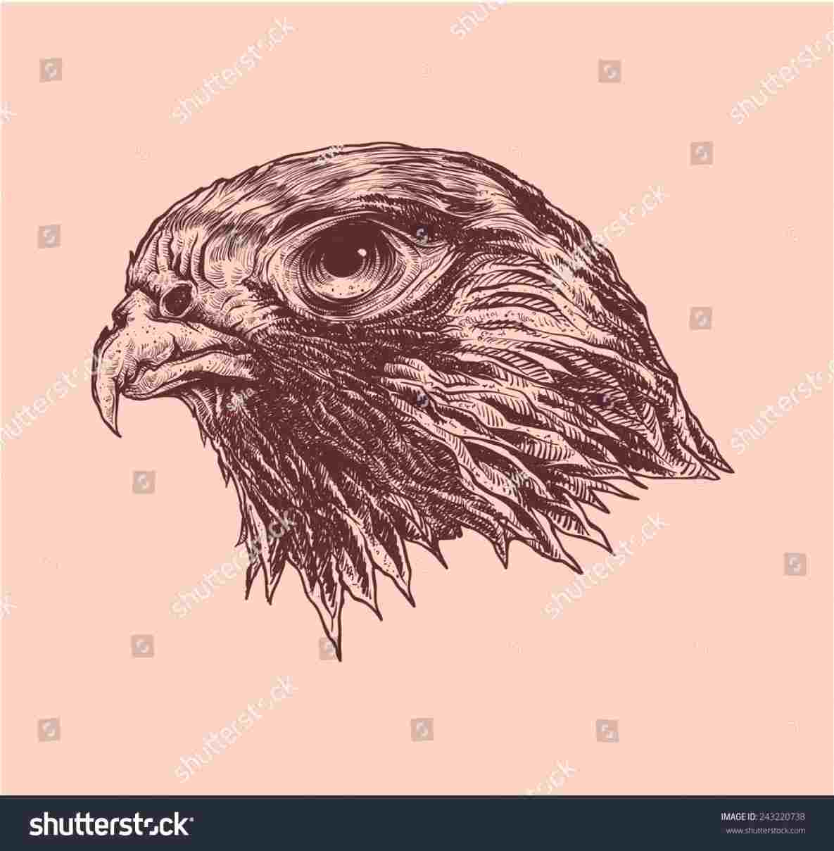 1185x1209 Rhcom Pix Falcon Head Drawing For Ue Red Tailed - Falcon Head Drawing