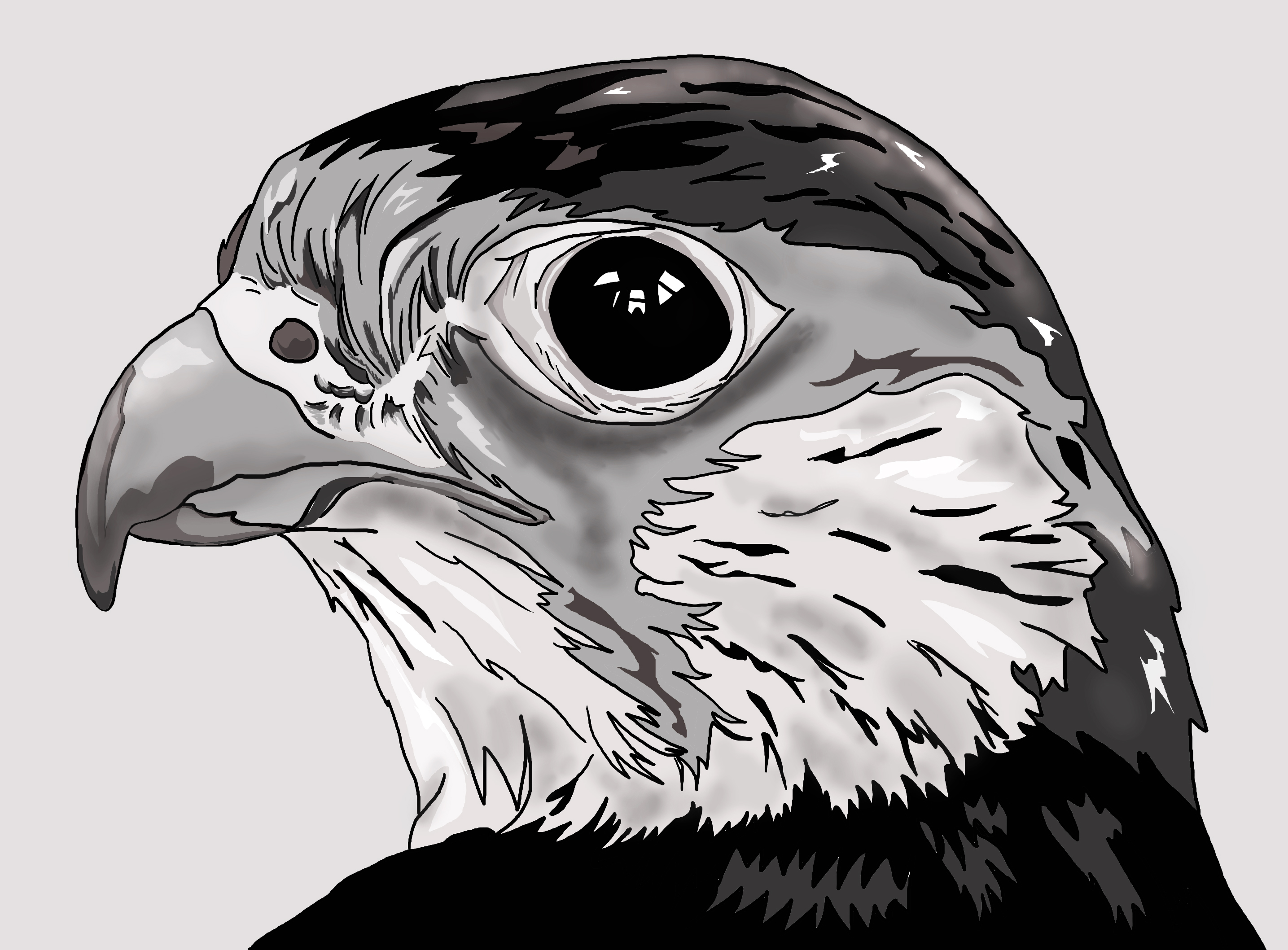 Falcon Head Drawing at Explore collection of