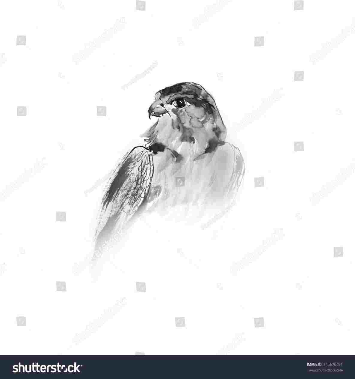 1185x1264 Falcon Head Drawing - Falcon Head Drawing