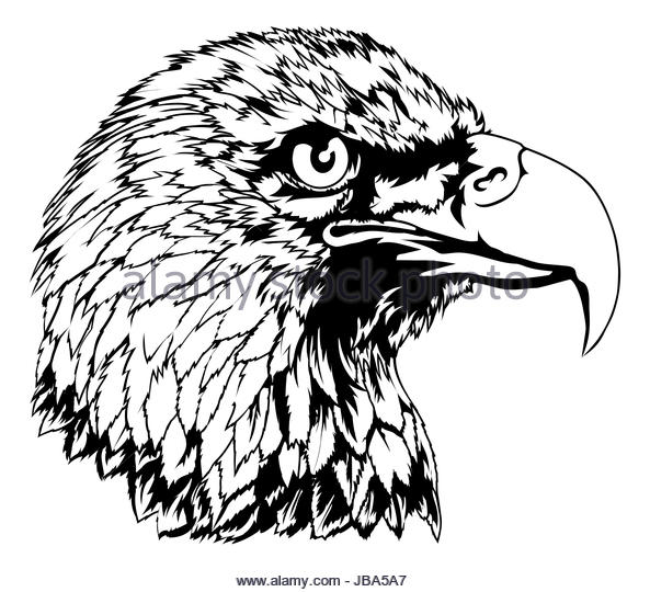 Falcon Head Drawing at Explore collection of