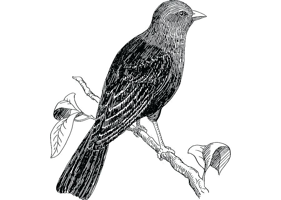 900x640 Coloring Pages For Teens Adults Flowers Online Bird Drawing Line - Falcon Line Drawing