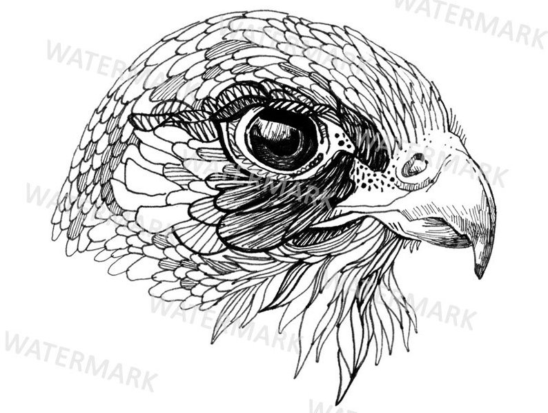 794x598 Falcon Clipart Hand Drawn Bird Illustration Line Art Png Etsy - Falcon Line Drawing