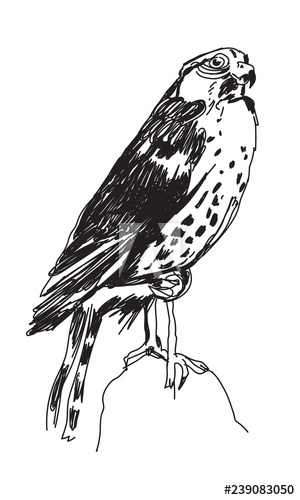 300x500 Falcon Line Art Style, Elegant Sketch Of A Bird Of Prey - Falcon Line Drawing
