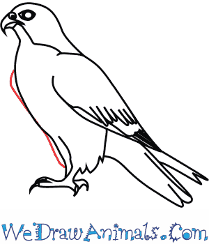 300x350 How To Draw A Peregrine Falcon - Falcon Line Drawing