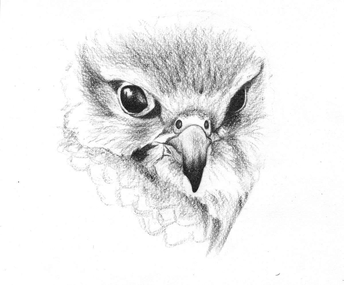 1200x994 Saker Falcon Art Print Laura Pearse Wildlife Artist - Falcon Line Drawing