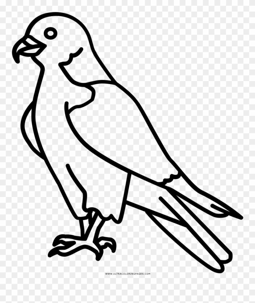 880x1046 Coloring Book Beak Transprent Png - Falcon Line Drawing