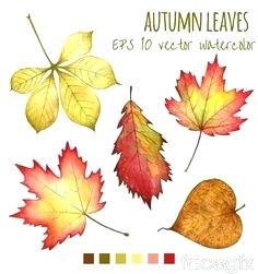 236x251 fall leaves drawing seamless vector pattern with colorful autumn - Fall Leaves Drawing