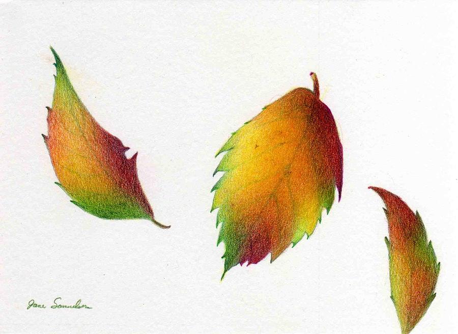 900x656 Falling Leaf Drawings Fine Art America - Fall Leaves Drawing