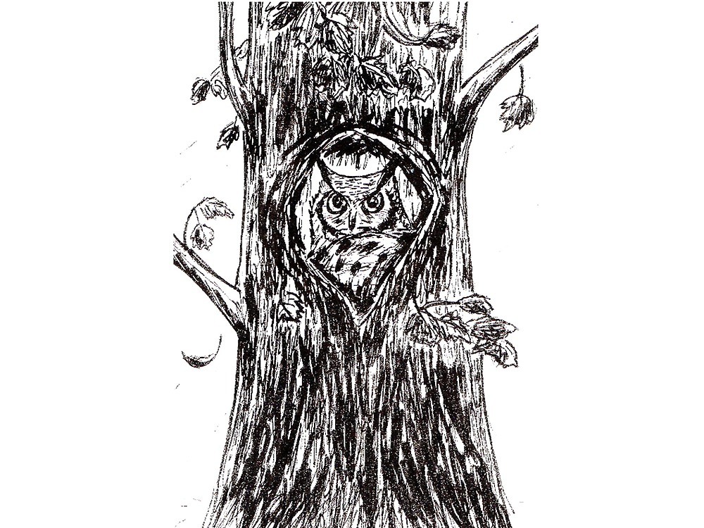 1000x750 I Like The Fall Owl In Tree Autumn Ink Drawing - Fall Tree Drawing