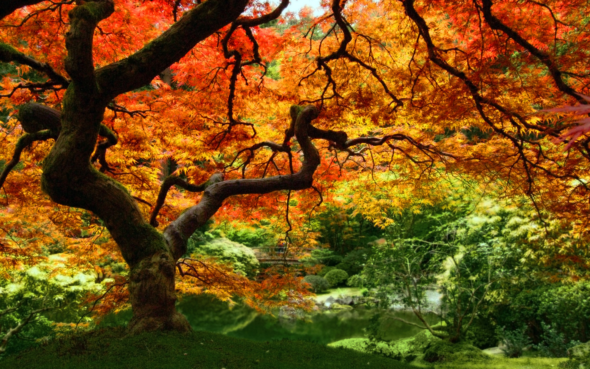 1920x1200 Autumn Trees Drawing Hd Wallpaper, Background Images - Fall Tree Drawing