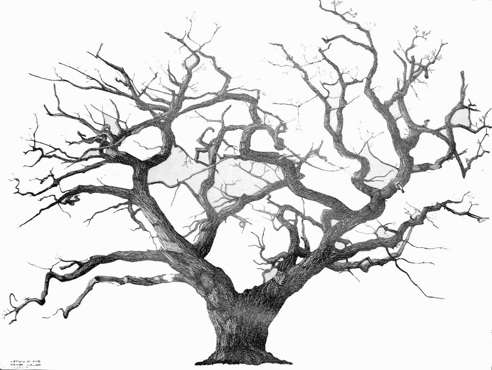 1600x1204 best fall tree drawing cdr - Fall Tree Drawing