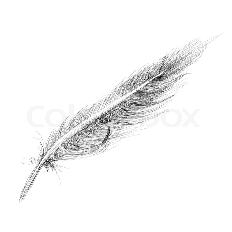 800x800 Feather Hand Drawn Sketch Isolated On Stock Vector Colourbox - Falling Feather Drawing