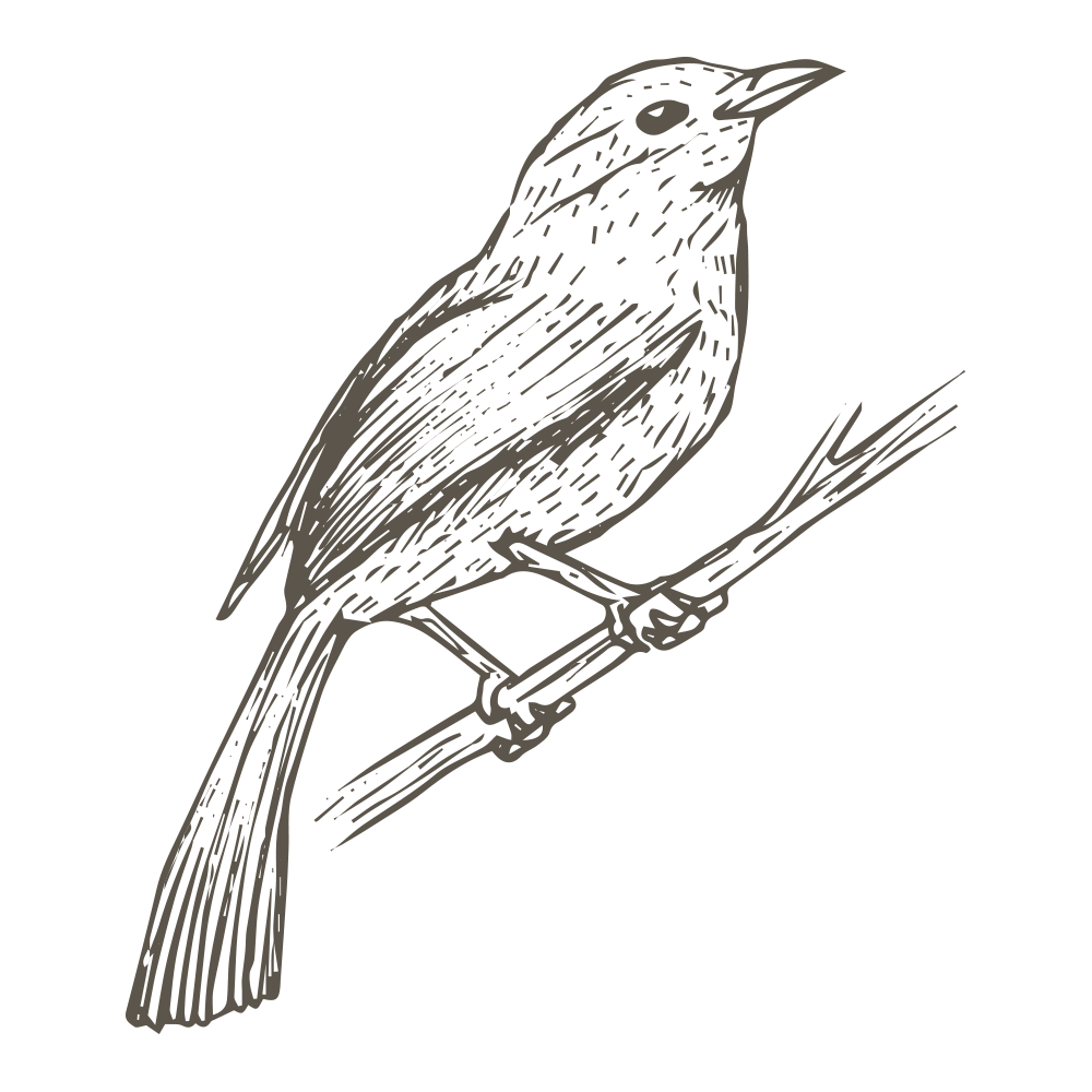 1000x1000 drawing bird falling huge freebie! download for powerpoint - Falling Feather Drawing