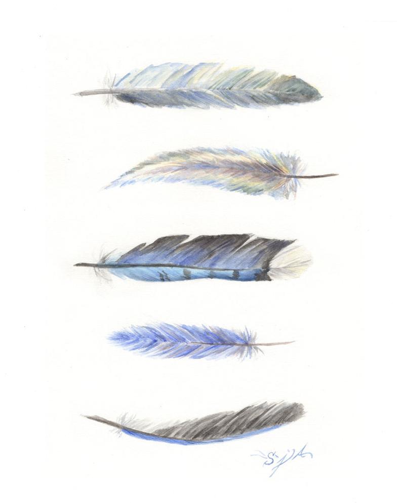 794x993 archival watercolor print feather falling feathers etsy - Falling Feather Drawing