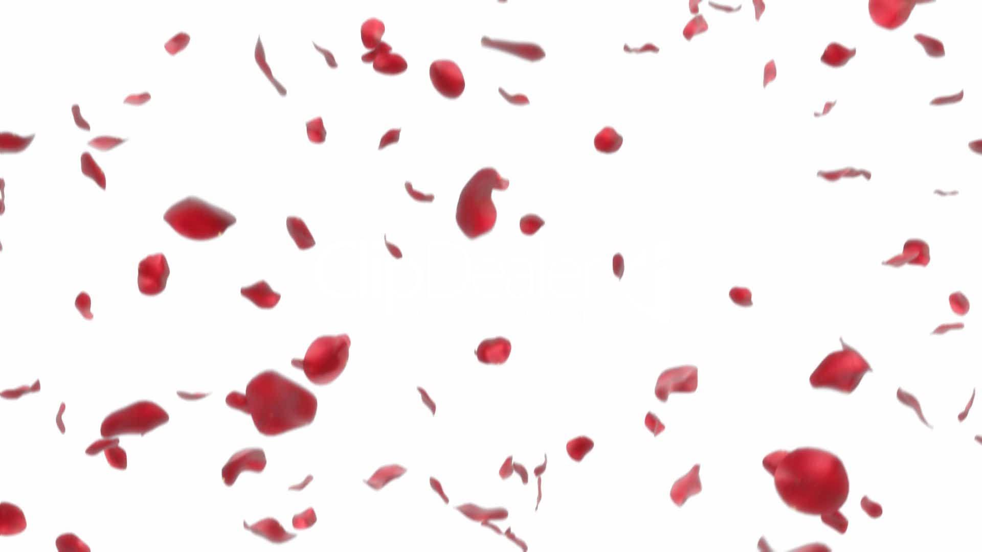 Falling Rose Petals Drawing At Explore Collection