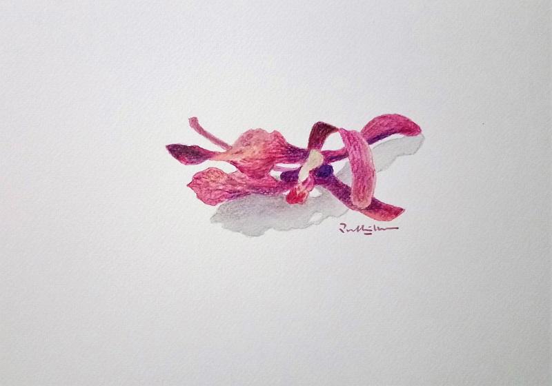 800x560 flower with petals falling off drawing - Falling Rose Petals Drawing